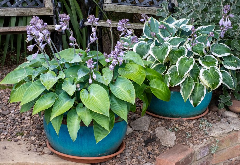 Hostas-on-Pots