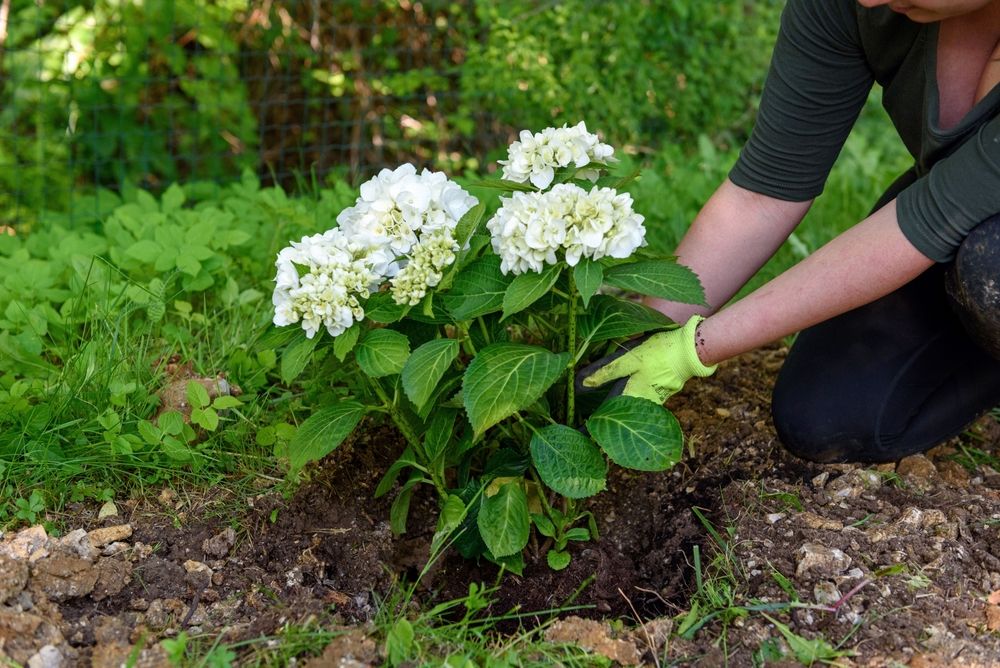 Hydrangeas-Plant