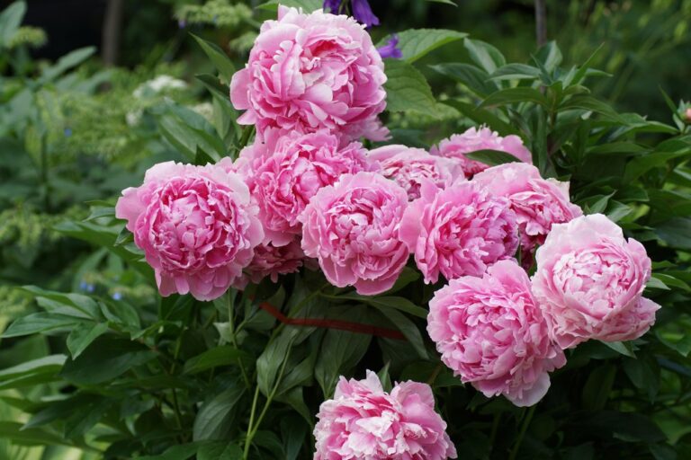 When is the Best Time to Plant Peonies? Garden Lovers Club