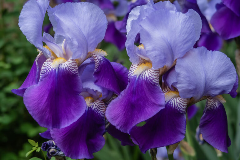 Tips on How to Get Iris to Bloom Garden Lovers Club