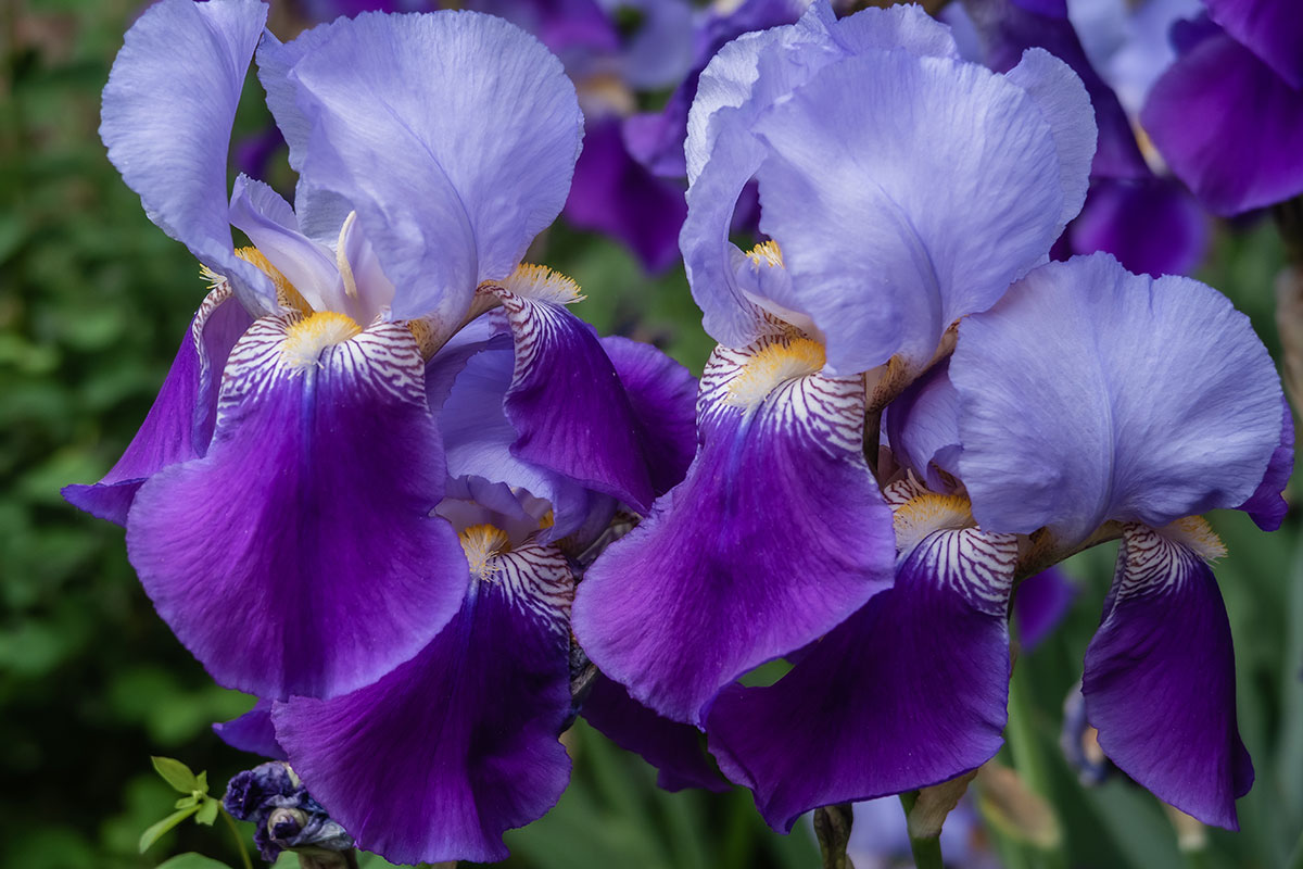 divide Iris