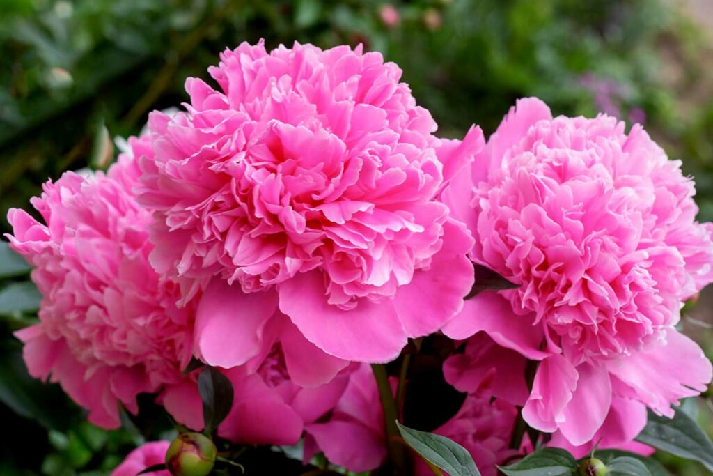Tips on Getting Peonies to Bloom - Garden Lovers Club