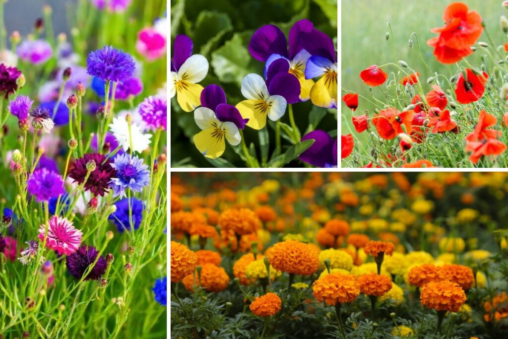 15-Annual-Flowers-That-Are-Self-Sowing