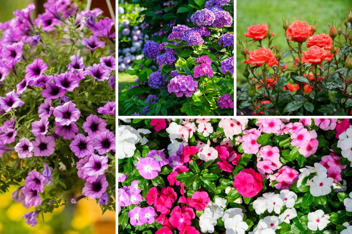 15-Flowering-Plants-That-Will-Rebloom-All-Season