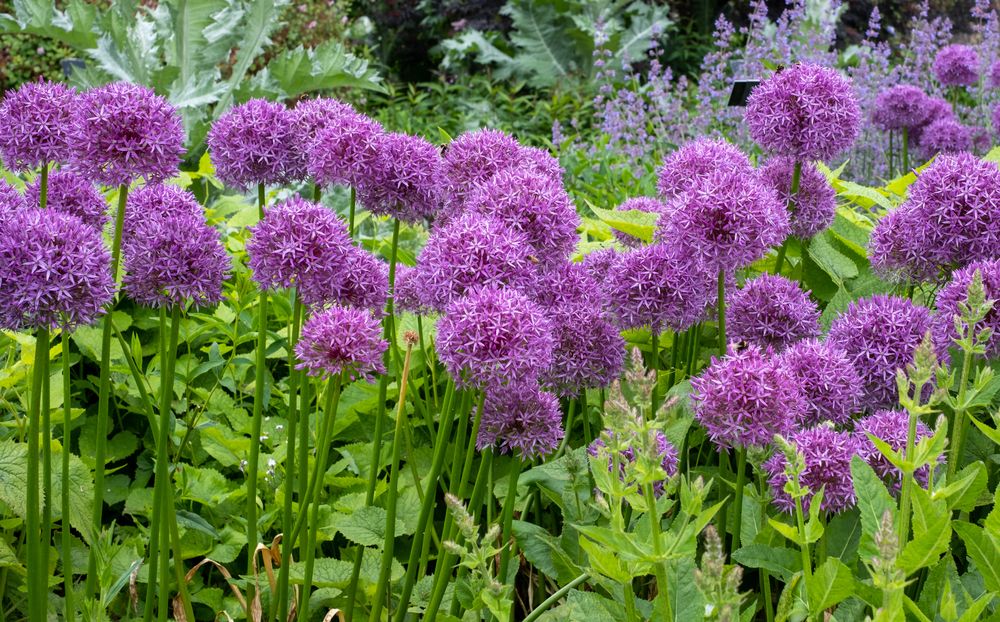 Alliums-Plant