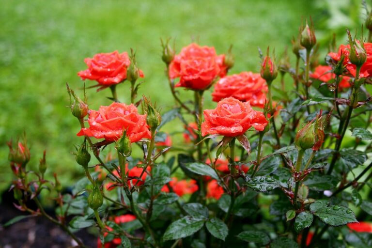 15 Flowering Plants That Will Rebloom All Season - Garden Lovers Club