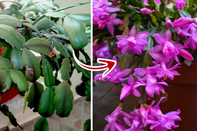 What are the Best Pots for Christmas Cactus? - Garden Lovers Club