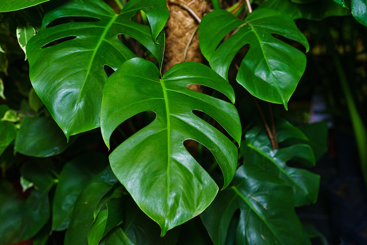 12 Houseplants That Will Benefit from Coffee Grounds - Garden Lovers Club