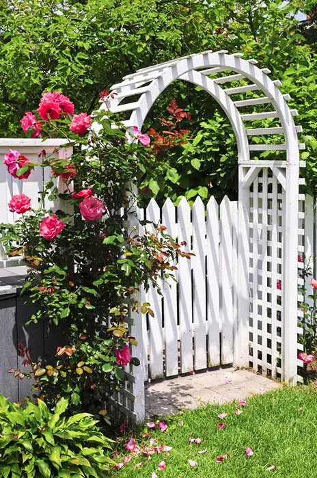 What we love most about this pairing is the exquisite contrast between bright pink roses, dark green foliage, and the pristine white of the trellis archway itself. The flowers appear in just the right amount to catch the eye, but not overwhelming.