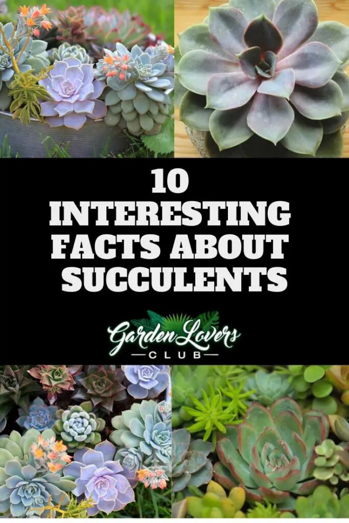 succulent facts