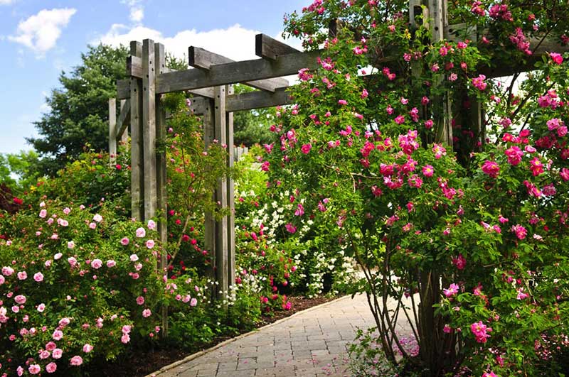 Flower Draped Pergola