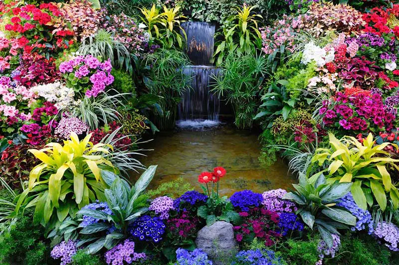 Surrounding this backyard garden pond and waterfall feature is an absolute cornucopia of gorgeous flowers. We've got Coleus in burgundy, Gerbera daisies out front, pink germaniums, ageratum in purple, spider plant hanging its long leaves, plus some ivy in the way back that helps frame the entire presentation.