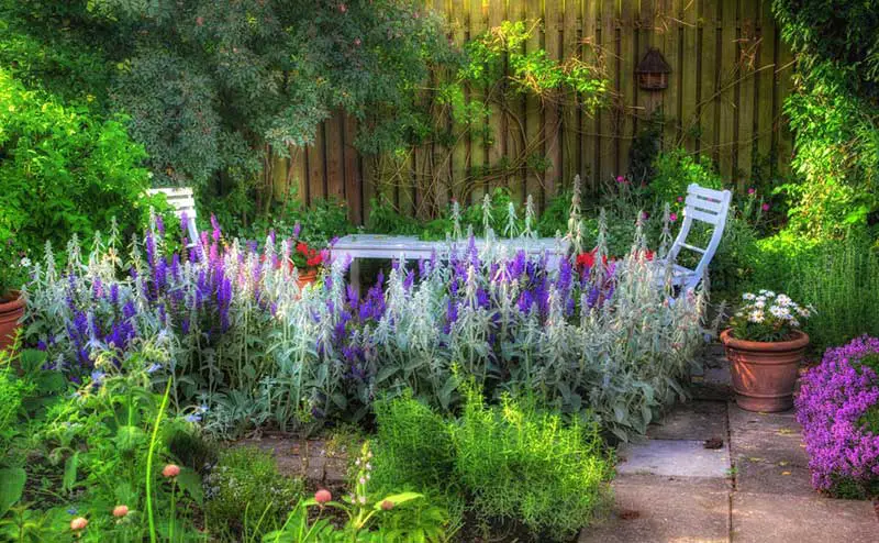 In a cozy backyard garden flush with rich greenery from the ground on up the fence, we see a splash of salvia bursting at the center. The soft hues add contrast and attraction to this space, perfect for lounging in the shade with beautiful surroundings.