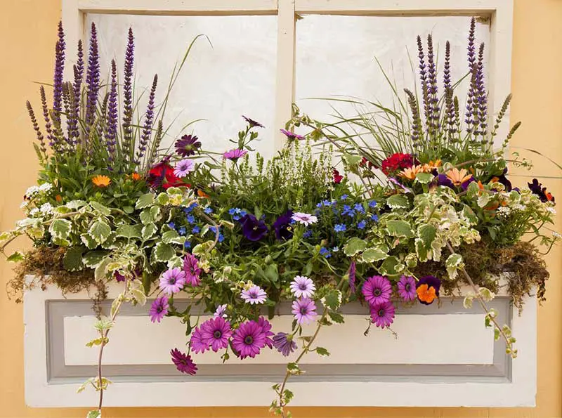 If you love container gardening, you'll want to pick the right flowers for the right size. This gorgeous window planter is the perfect space to plant daisies and violets, making a colorful splash right outside your home that can be appreciated both indoors and out.