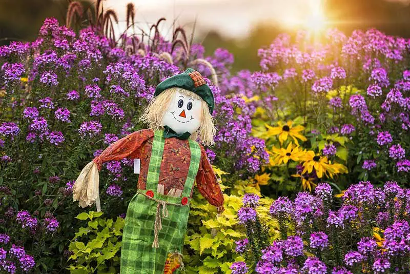 High contrast is sometimes the best way to go when placing different flowers side by side. Here we've got gorgeous bright yellow black-eyed Susans surrounded by plush purple heliotropes, for the perfect exercise in contrasting colors. They certainly make the scarecrow feel at home!