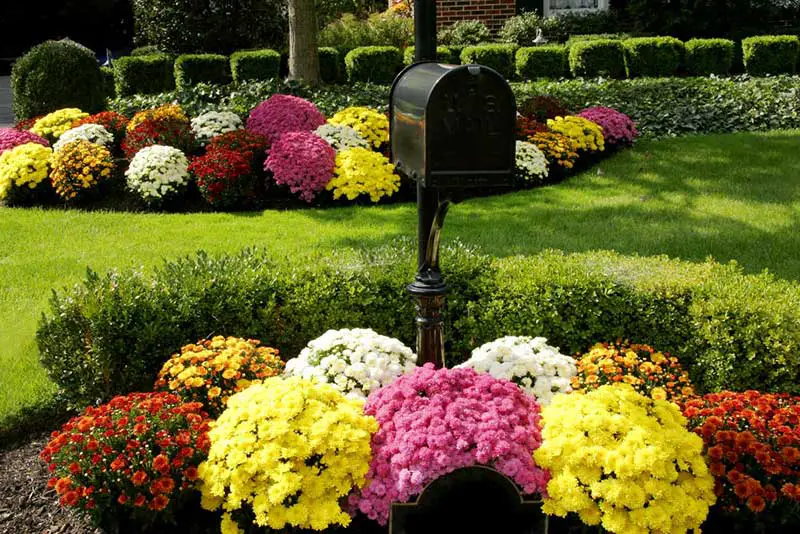 We absolutely love the idea of putting some of our favorite flowers up front and out in the open for everyone to appreciate. Surrounding the mailbox with a burst of color is one of the simplest and most effective ways to change the entire look of your landscape from the street view.