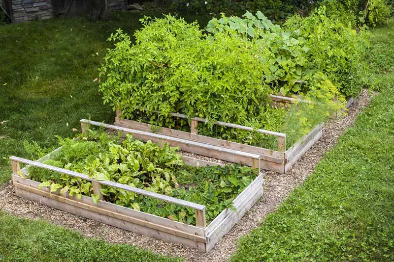 Raised Garden Boxes