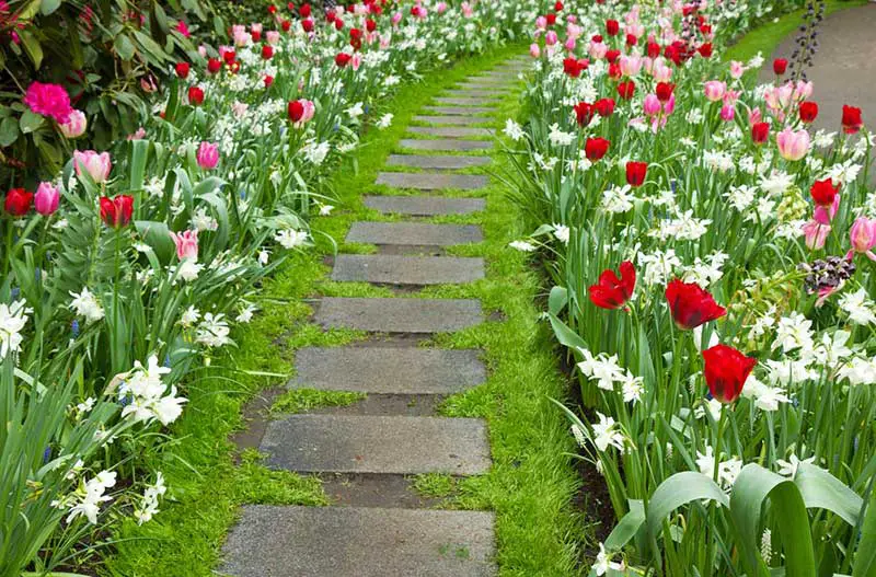 If you've got a walking path through your garden or yard, you owe it to yourself to consider lining it with tulips and other tall flowers. They create the perfect corridor for making your way through the landscape, adding contrast, color, and a guiding visual for anyone spending time in the yard.