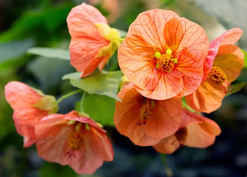 Abutilon