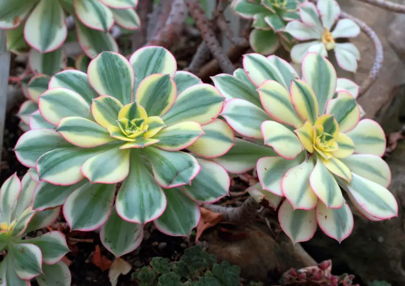 Aeonium ‘Sunburst’