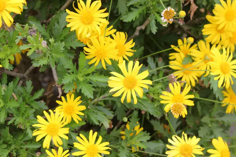 African-Bush-Daisy