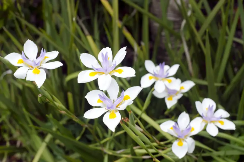 African-Iris