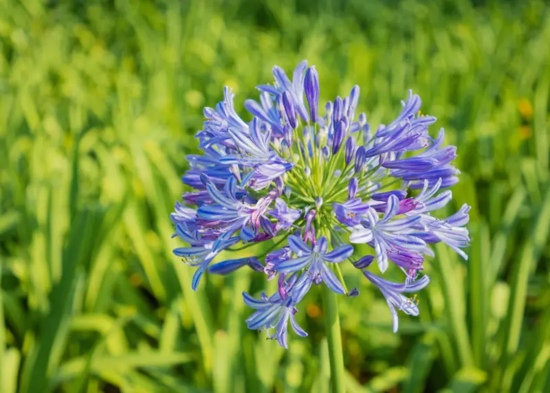 African-Lily