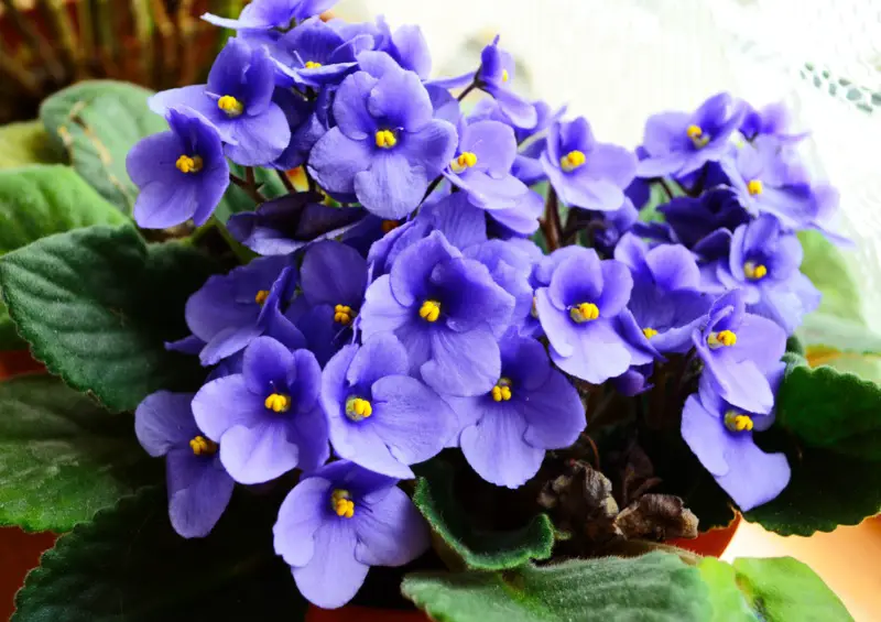 African-Violet