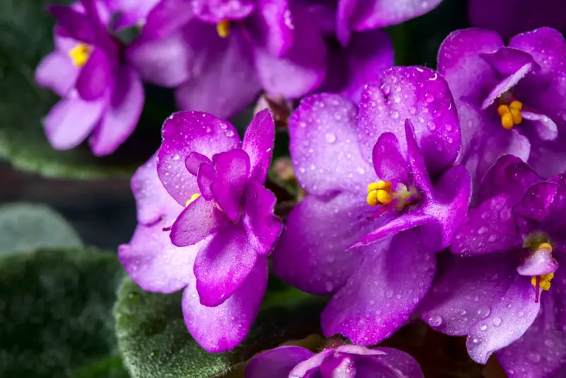 African-Violet (Saintpaulia)