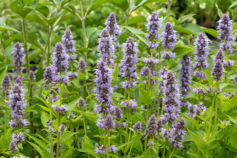 Agastache