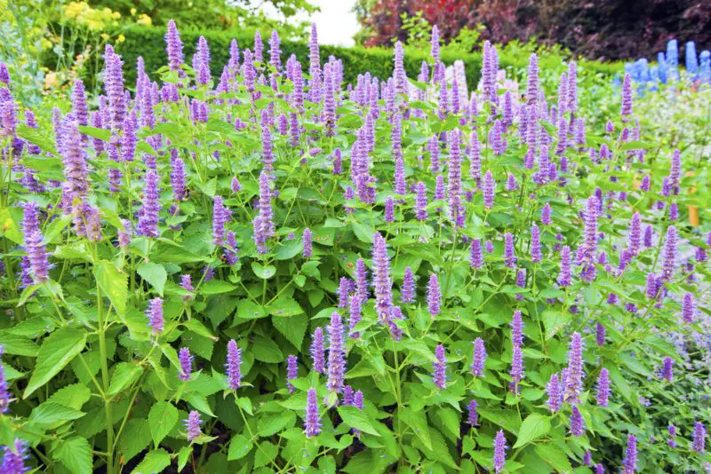 Agastache