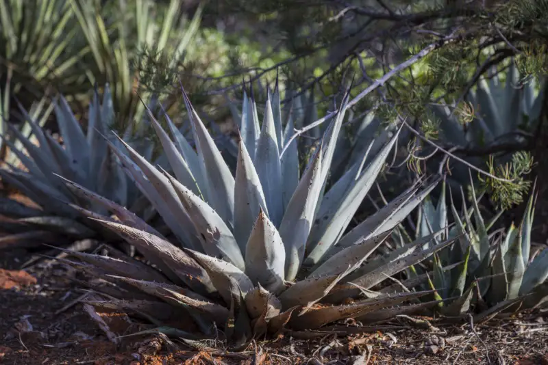 Agave