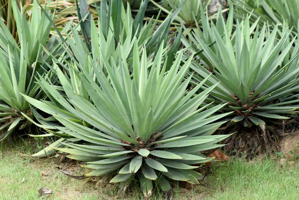  Agave is a long-leaved succulent that forms a rosette shape and is both drought-resistant and perennial. The Century Plant is one of the most popular Agave varieties for gardens.