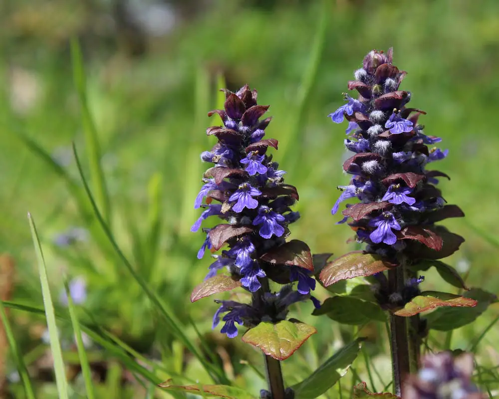 Ajuga, or Bugleweed plants, are perfect for ground cover, and may be rose, white, or purple. Ajuga plants are evergreen or semi-evergreen, and are hardy in zones 3-9. 