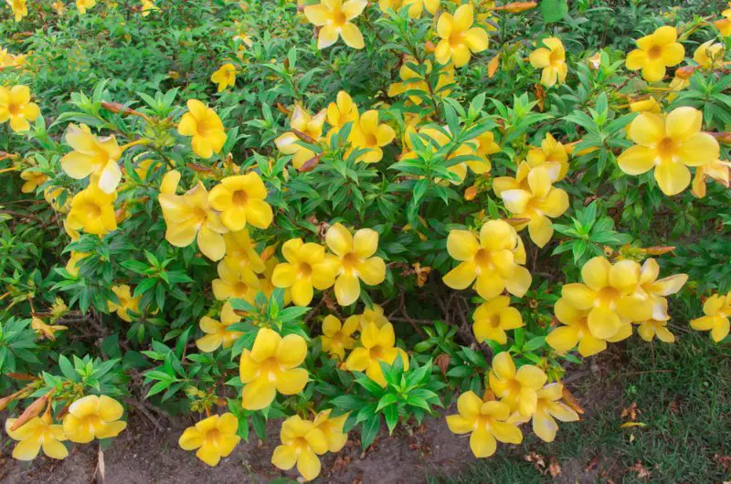 Allamanda-Bush