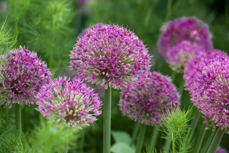 Alliums