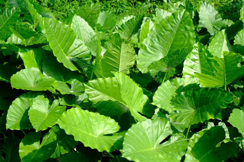 Alocasia Odora