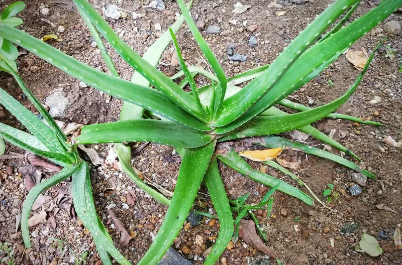 Aloe-Vera-02