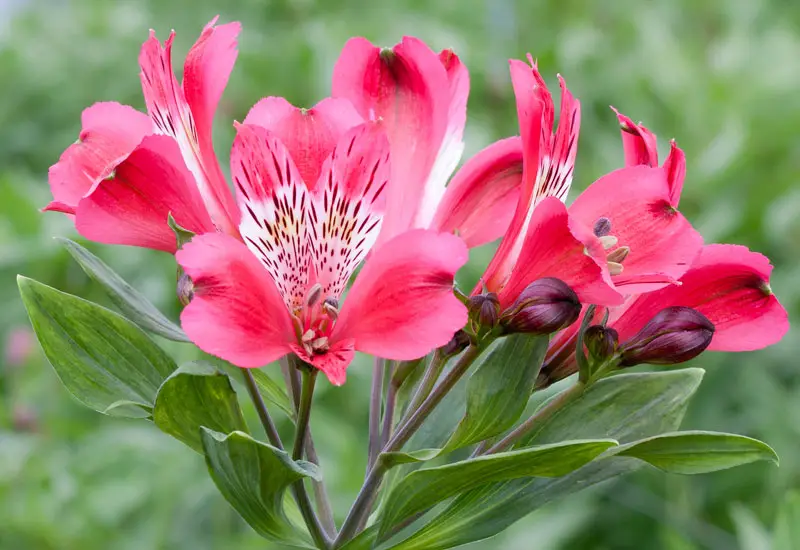 Alstroemeria