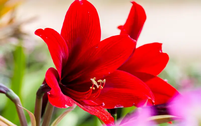 amaryllis-pic-01sm