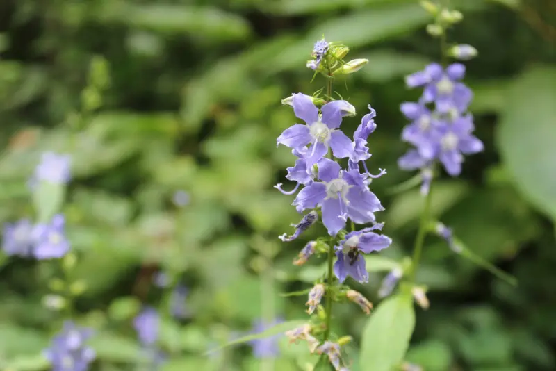 American-Bellflower