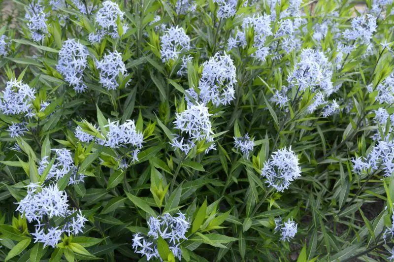 Amsonia