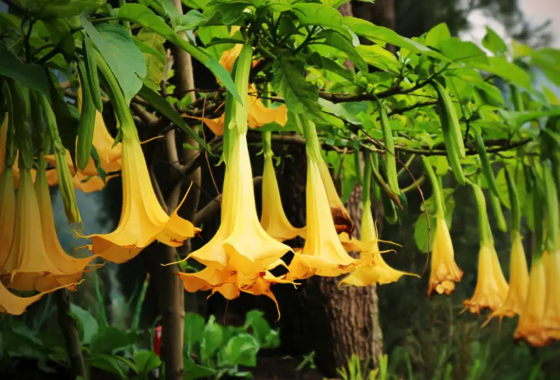 Angel’s-Trumpet