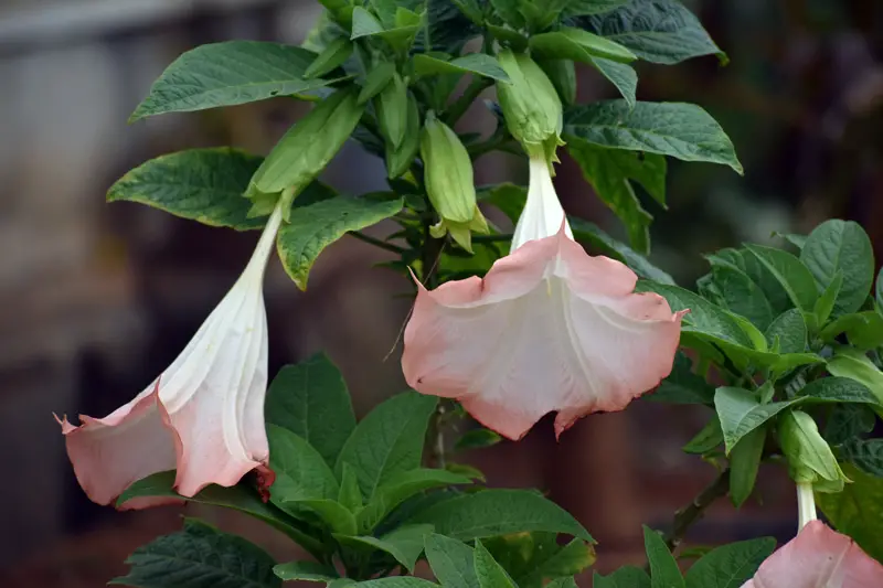 Angels-Trumpets-02