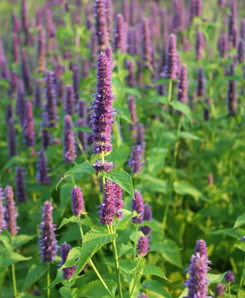 Anise Hyssop