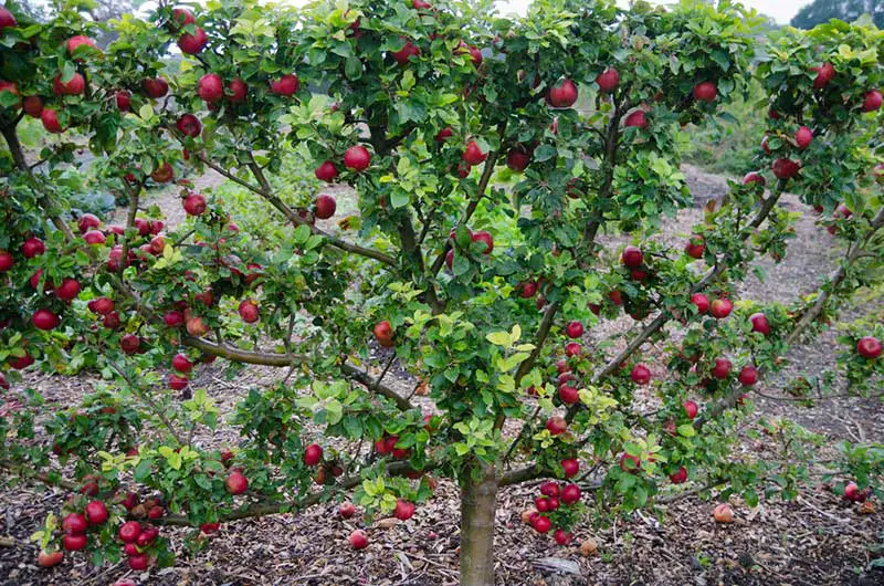 Apple Tree Espalier