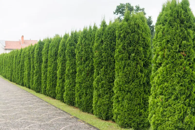 Arborvitae-Evergreen-Trees