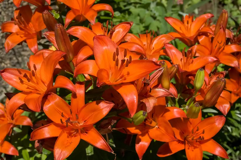 Asiatic Lily