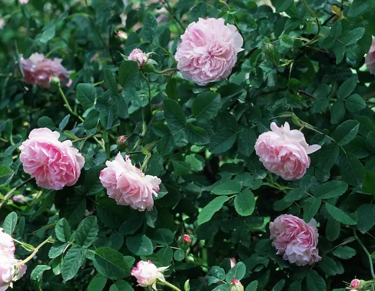 Quatre Saisons, gr. Damascenas, sect. Rosa