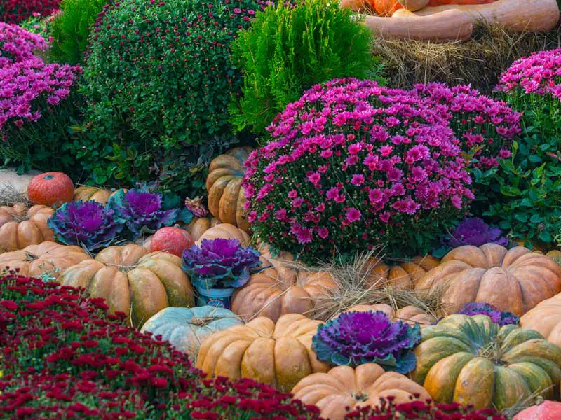 Autumn garden